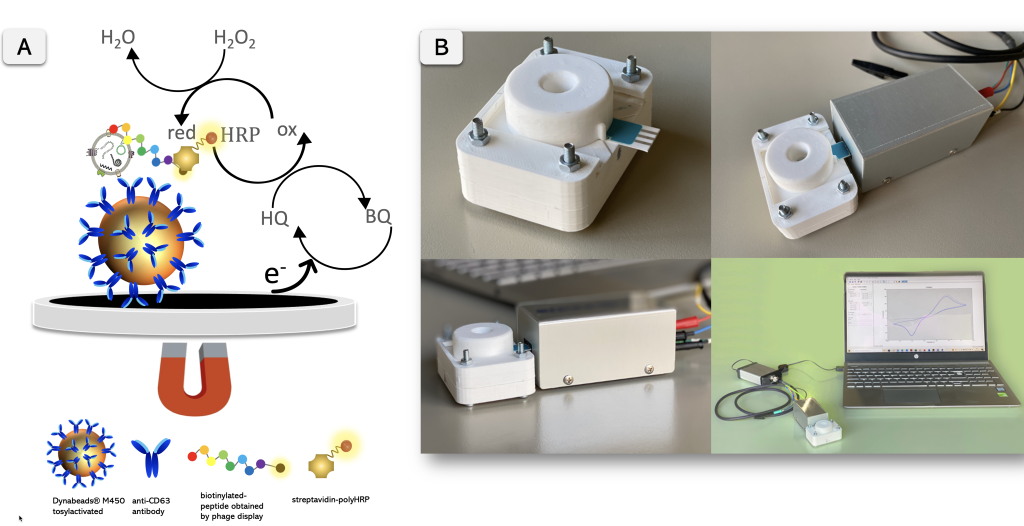Advancing Breast Cancer Diagnosis. Peptide-Based Biosensing of Exosomes published in Biosensors and Bioelectronics