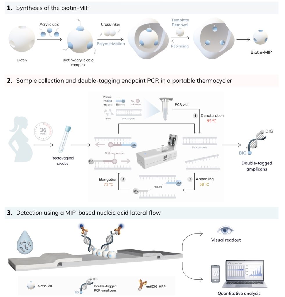 New open-access paper in Biosensors and Bioelectronics.  Biotin-specific MIPs as a biomimetic test line in lateral flow assays